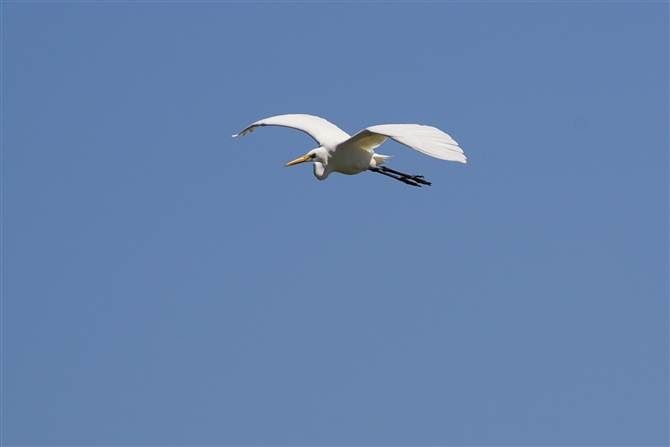 `E_CTM,Eastem Great Egret